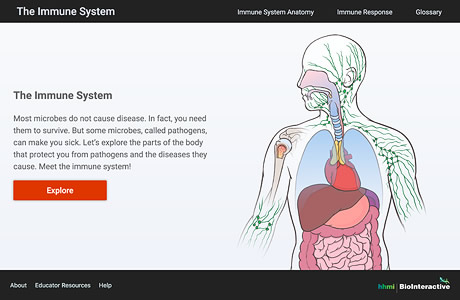 Thumbnail of The Immune System website. Click to launch the website in new window.