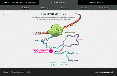 Thumbnail of Central Dogma and Genetic Medicine website. Click to launch the website in new window.