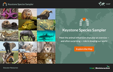 Thumbnail of Exploring Keystone Species website. Click to launch the website in new window.